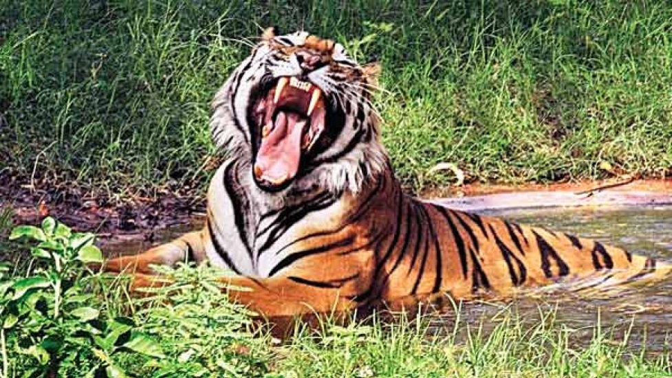 केकड़ा पकडऩे गए मछुआरे पर बाघ का हमला, मौत