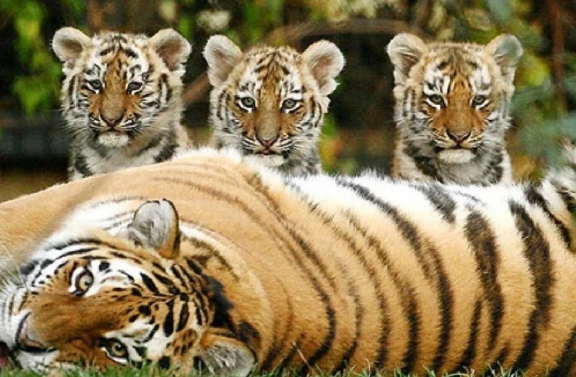 बाघ प्रेमियों के लिए खुशियों की सौगात लाया है यह टाइगर रिजर्व