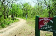 बाल्मीकि टाइगर्स रिजर्व: ग्रासलैंड का दायरा बढ़ा बाघों के कुनबे में इजाफा