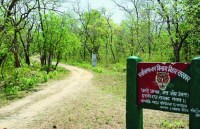 बाल्मीकि टाइगर्स रिजर्व: ग्रासलैंड का दायरा बढ़ा बाघों के कुनबे में इजाफा