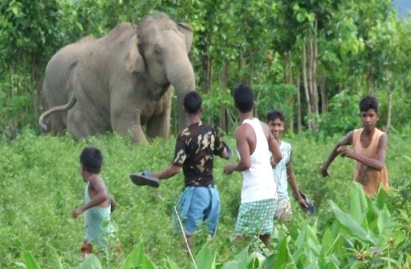 जंगली हाथियों के हमले की दहशत से बंद कराए 582 स्कूल