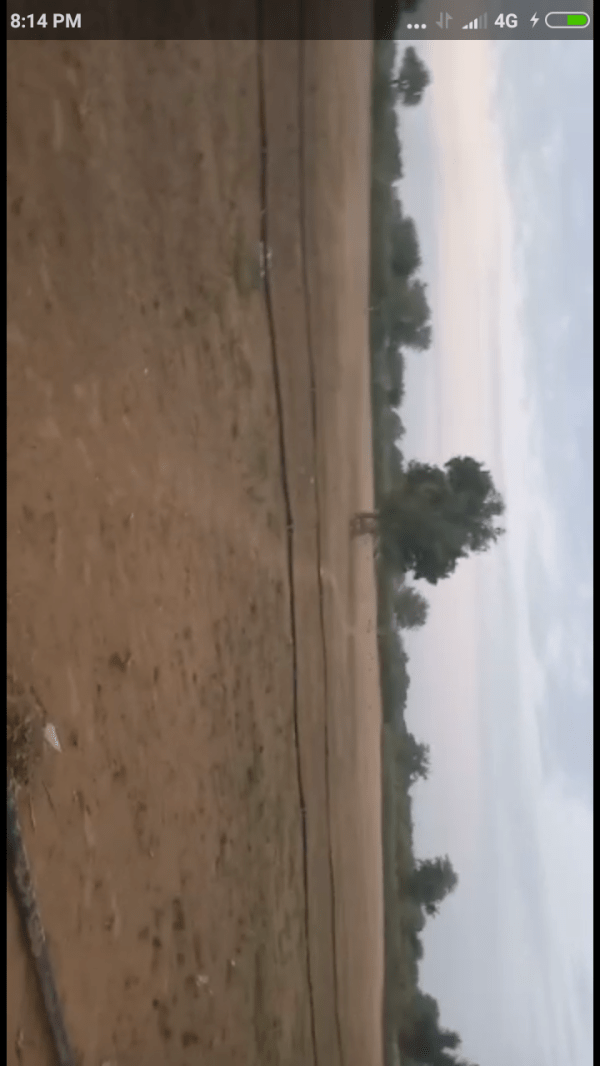 टिड्डियों का कहर जारी, किसान बेबस, फसलें हो रही चौपट