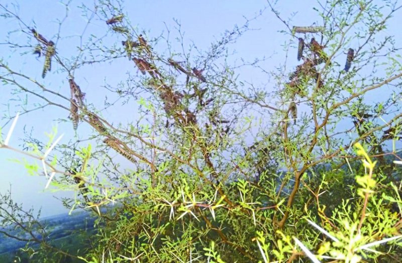 Locusts wreak havoc, Farmers helpless, crops are getting scattered