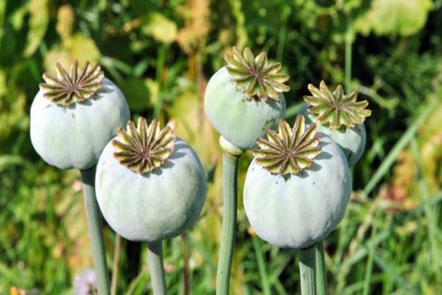 opium smuggling has increased from jharkhand and manipur in jodhpur