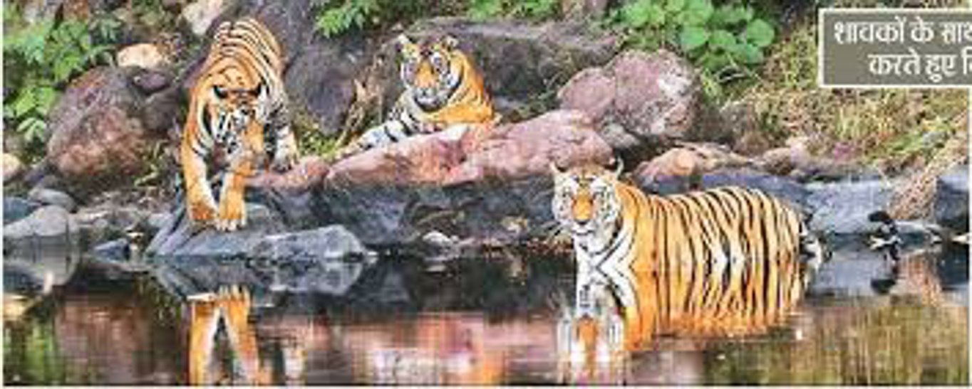 बांधवगढ़ से अब सतपुड़ा में दिखेगी बाघों की अठखेलियां