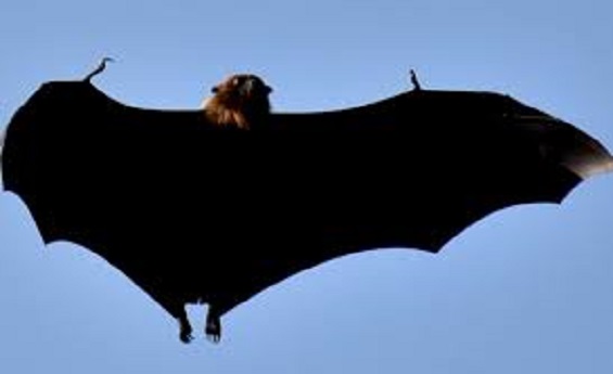 corona virus coronavirus medicine, coronavirus in india