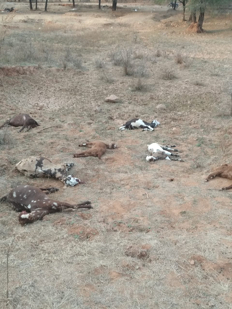 अचानक तबीयत बिगड़ी, एक के बाद एक दस बकरियों की मौत