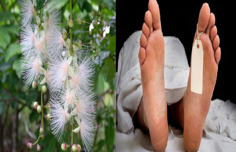 killer tree is world most dangerous plant