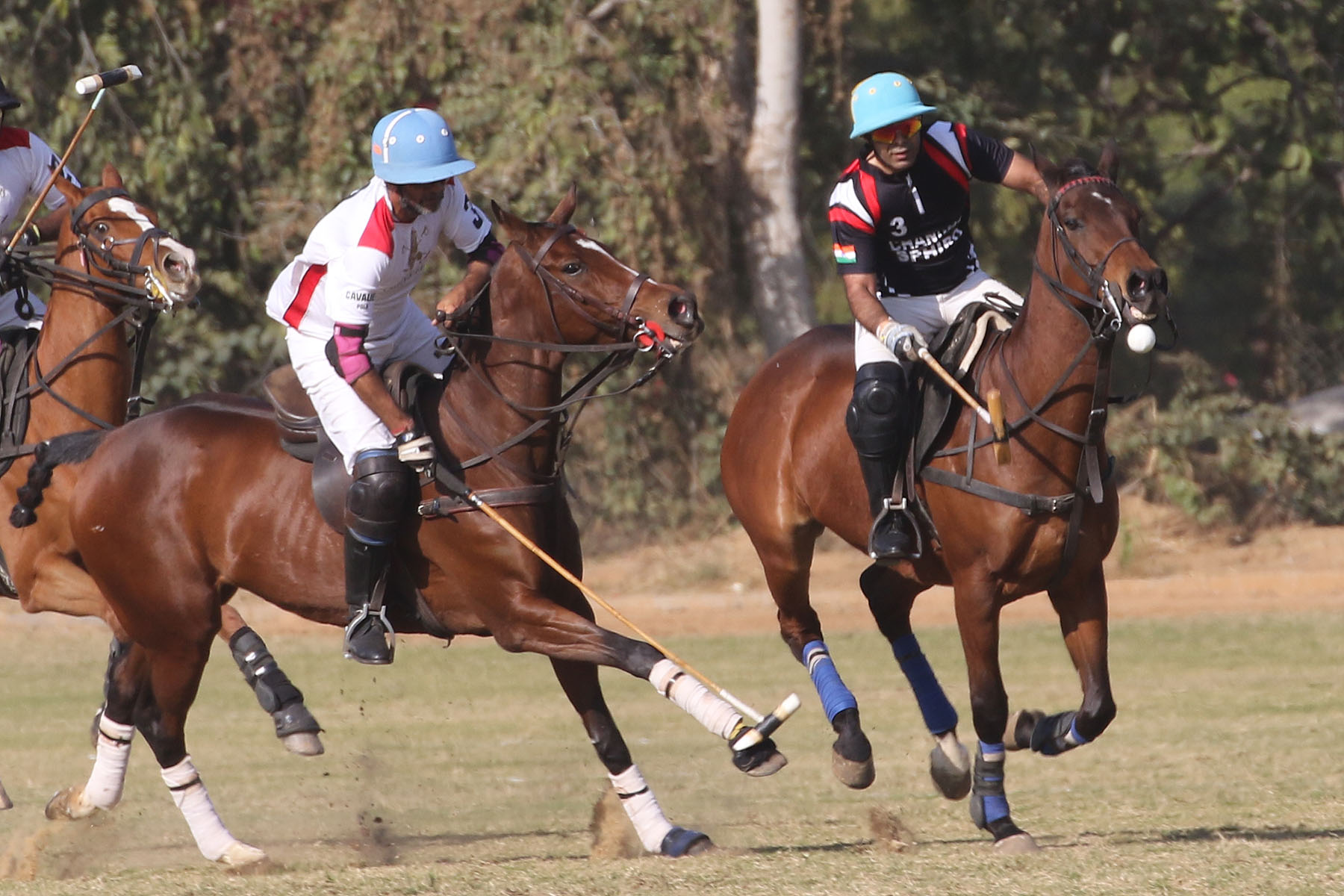 Not only players decide horses in polo, defeat and win