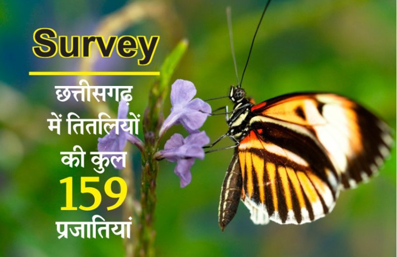 छत्तीसगढ़ में तितलियों की 22 प्रजातियों का इजाफा, केवल जशपुरनगर में 82 के साथ अब कुल 159 प्रजातियां हुई