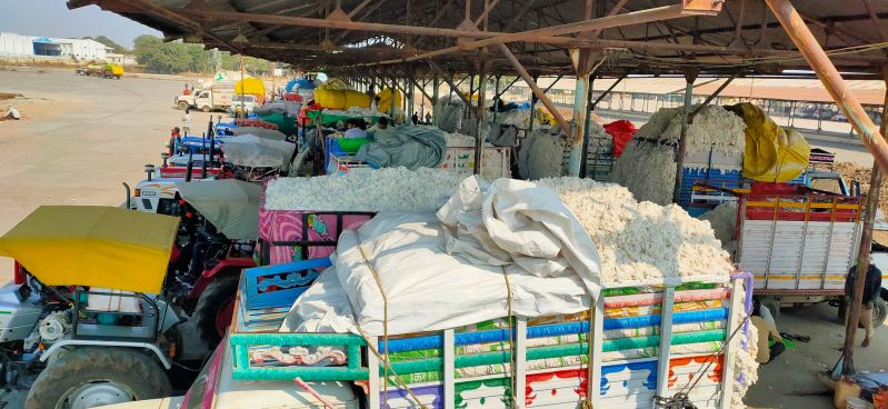 खंडवा कृषि उपज मंडी में कपास की बंपर आवक, दो दिन में 520 वाहन आए 
