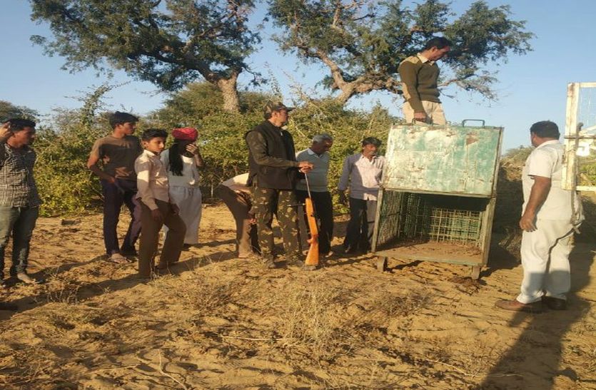 चारणी भांडू गांव में मिले पैंथर के पग मार्क