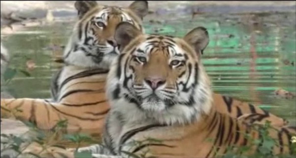 तीन ने सीख ली शिकार करने की कला, दो बाघों को दी जा रही ट्रेनिंग