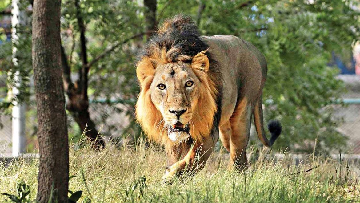 एशियाई सिंहों की राह का रोड़ा बनेंगे अफ्रीकी चीते