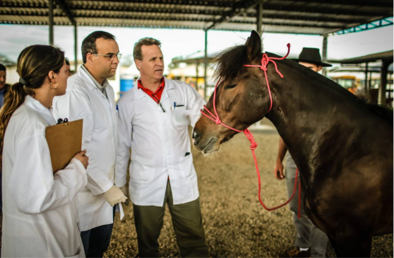 घोड़ों में होने वाली इस बीमारी की खतरा इंसान को भी हो सकता है, जानें इसके बारे में