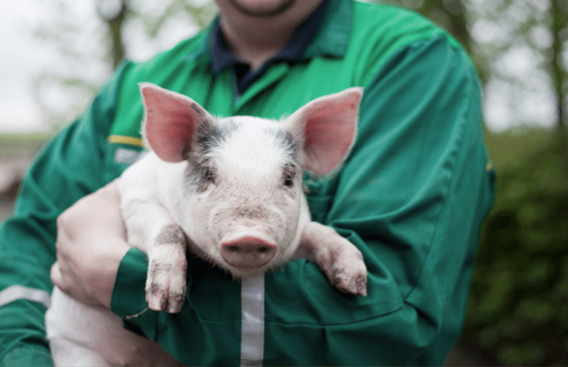 Human and pig gene hybrid Skin, That Can Help Burn Survivors