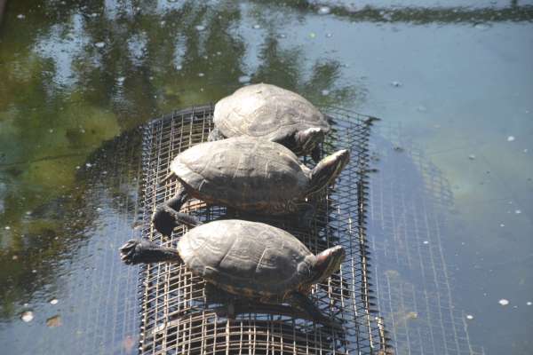 गुनगुनी धूप का आनंद लेते गांधी प्राणी उद्यान के पक्षी और जानवर