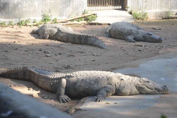 गुनगुनी धूप का आनंद लेते गांधी प्राणी उद्यान के पक्षी और जानवर