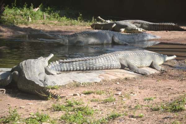 गुनगुनी धूप का आनंद लेते गांधी प्राणी उद्यान के पक्षी और जानवर