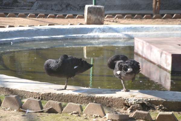 गुनगुनी धूप का आनंद लेते गांधी प्राणी उद्यान के पक्षी और जानवर