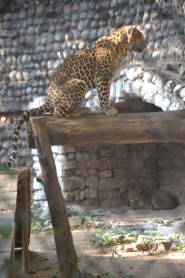 गुनगुनी धूप का आनंद लेते गांधी प्राणी उद्यान के पक्षी और जानवर