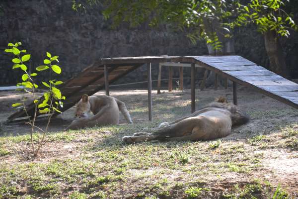 गुनगुनी धूप का आनंद लेते गांधी प्राणी उद्यान के पक्षी और जानवर