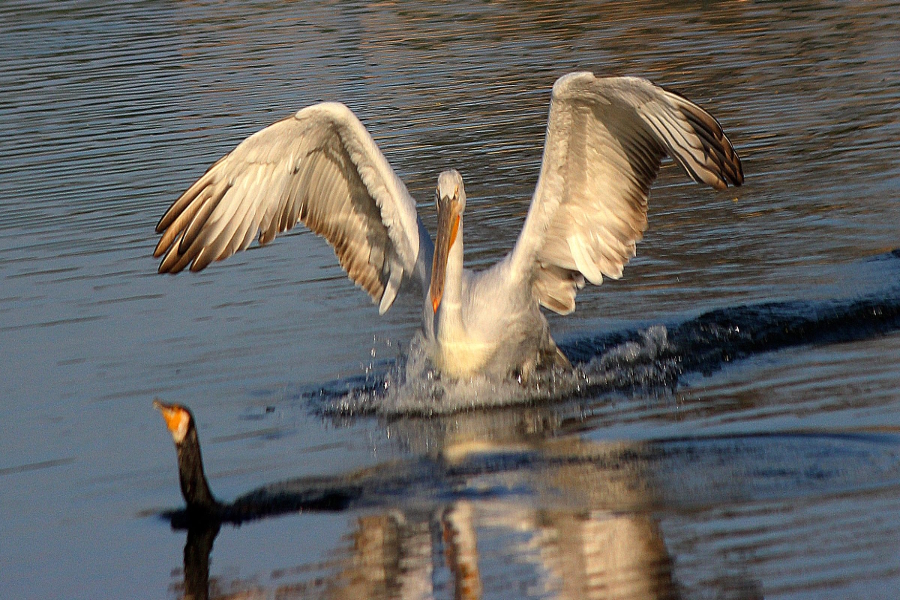 bird fair event on 4th FEB at kaylana lake of jodhpur
