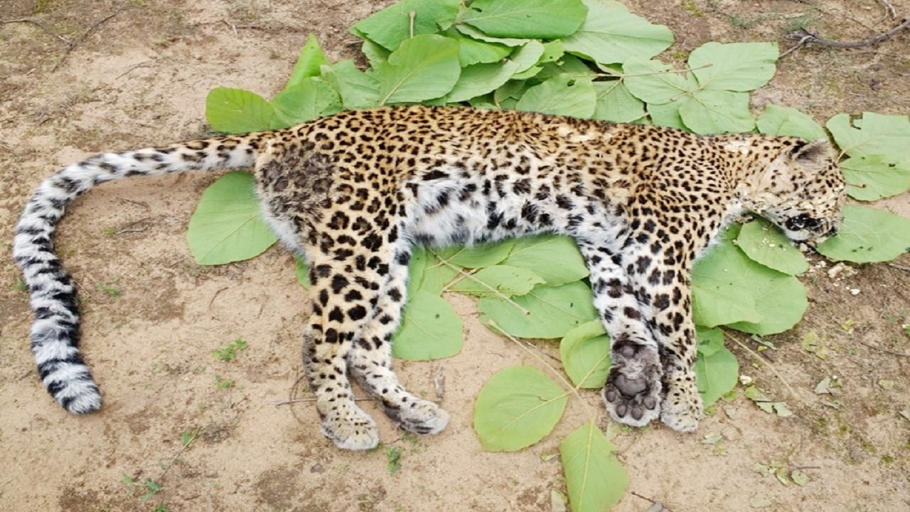 Leopard : चंबल में फिर मिला तेंदुआ का शव