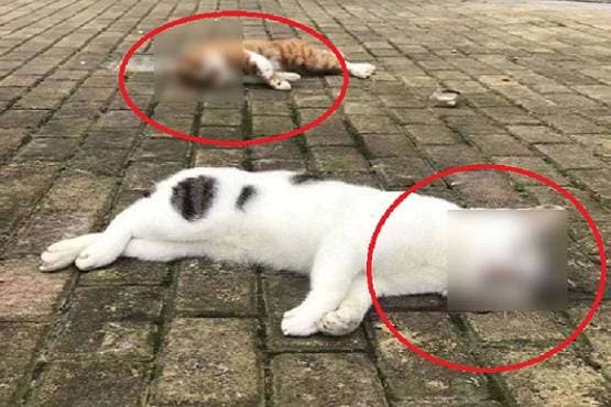 bodies.jpg