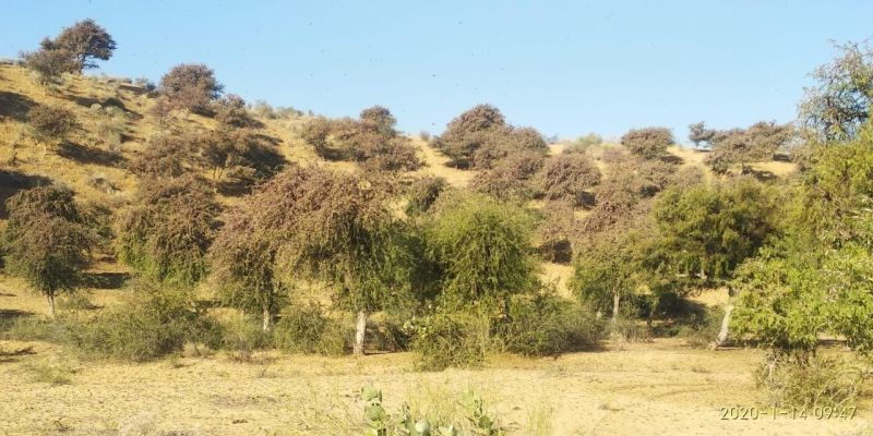 Locust attacks damage crops, farmers await relief