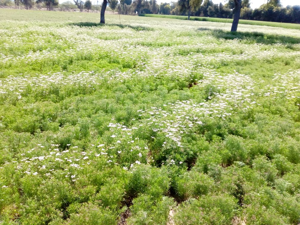 चट कर लाखों की कमाई, मुआवजा मिल रहा कौडि़यों का ?