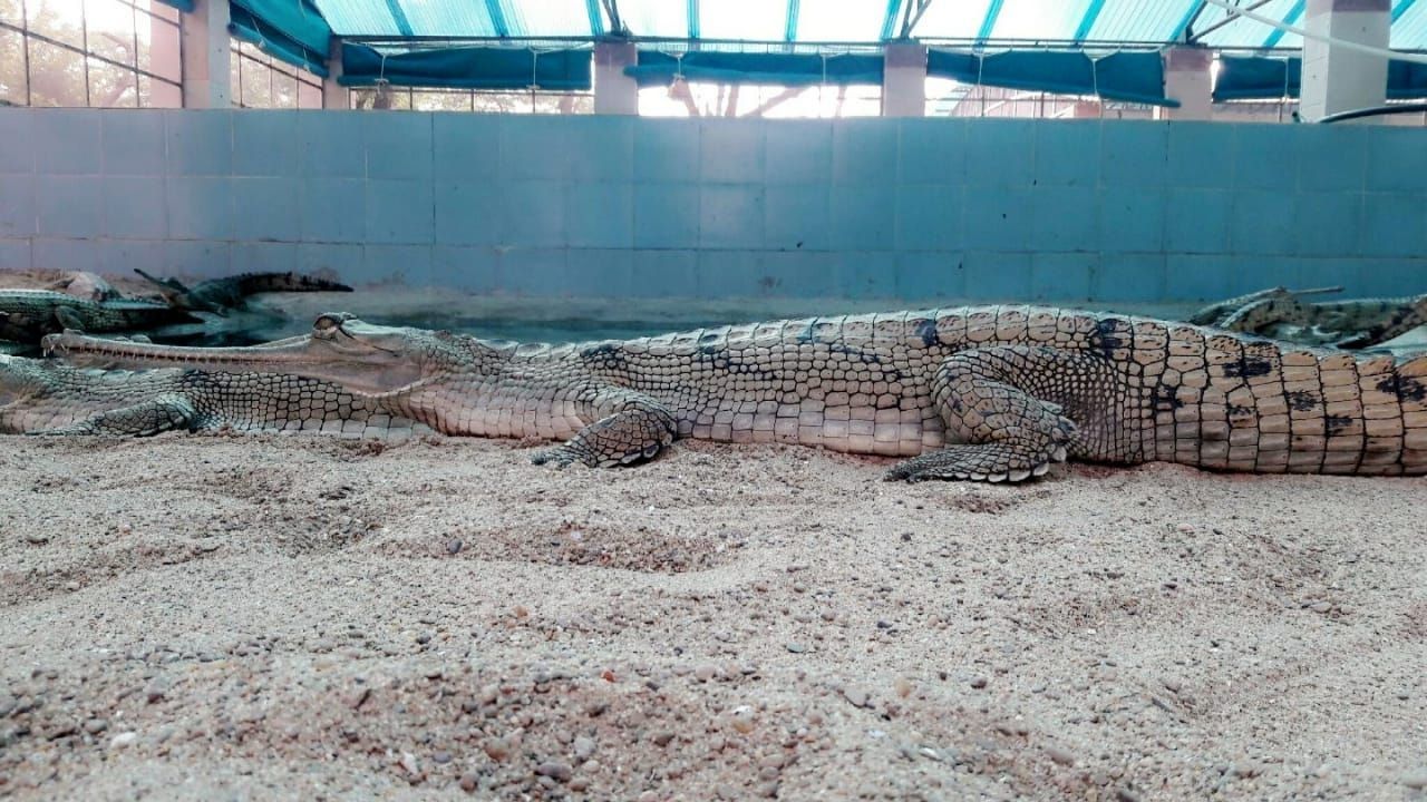 Crocodile : मध्यप्रदेश को बाद घडिय़ाल स्टेट का दर्जा