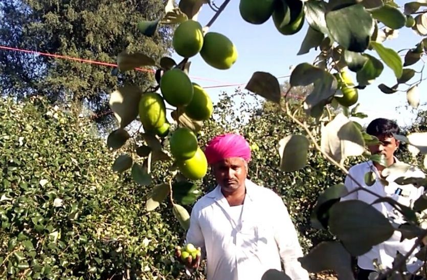 Kalmi plum yields in Bagoda area