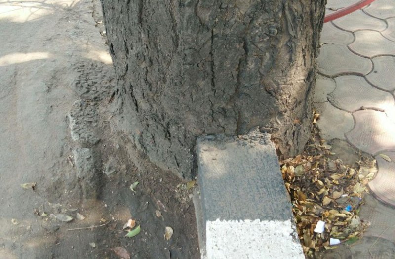 स्वेटेनिया महोगनी हो रहा खत्म