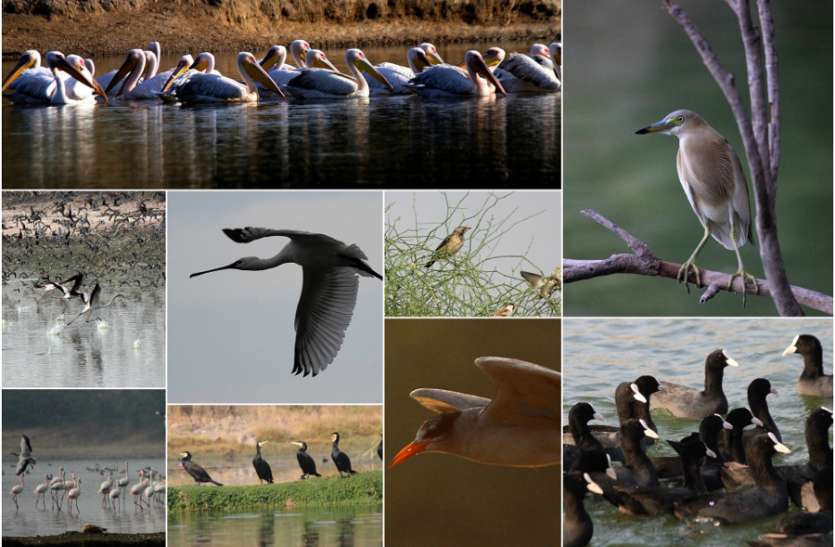 Good morning Jodhpur! Enjoy the bird fair, be familiar with the world of birds