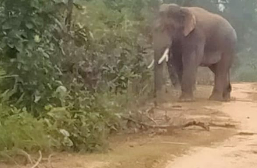दंतैल हाथी की चिंघाड़ से थर्राया गांव, बस्ती पहुंच लोगों की मदद कर रहे इस ग्रामीण को मार डारा