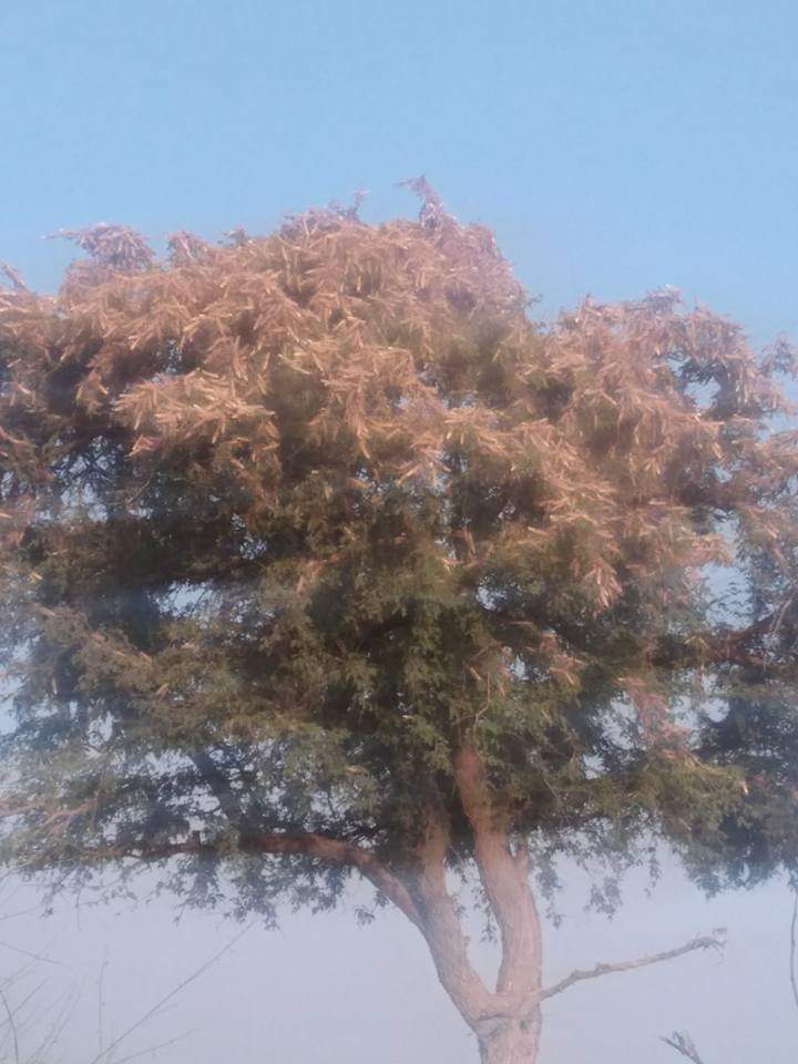 RLP workers protest, demand compensation to locust affected