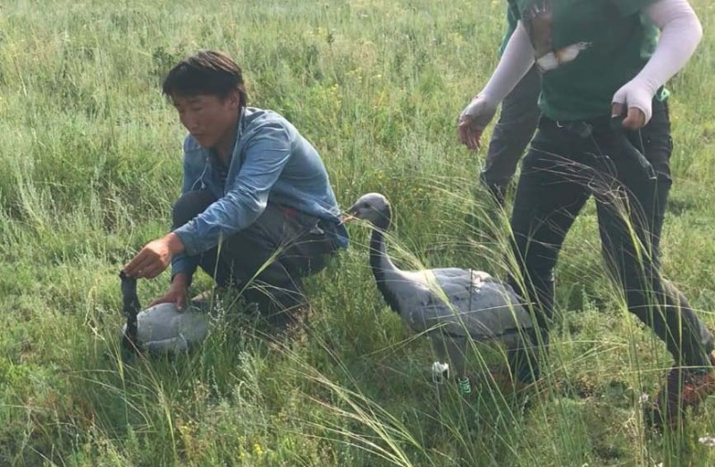 फलोदी. मंगोलिया में टैगिंग के समय का फोटो