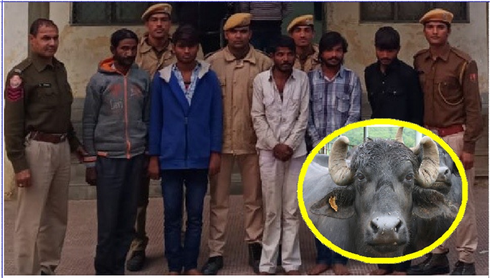 जयपुर में पकड़ी भैंस चोर गैंग,कई गांवों में थी दहशत, रातभर जागकर देना पड़ता था पहरा
