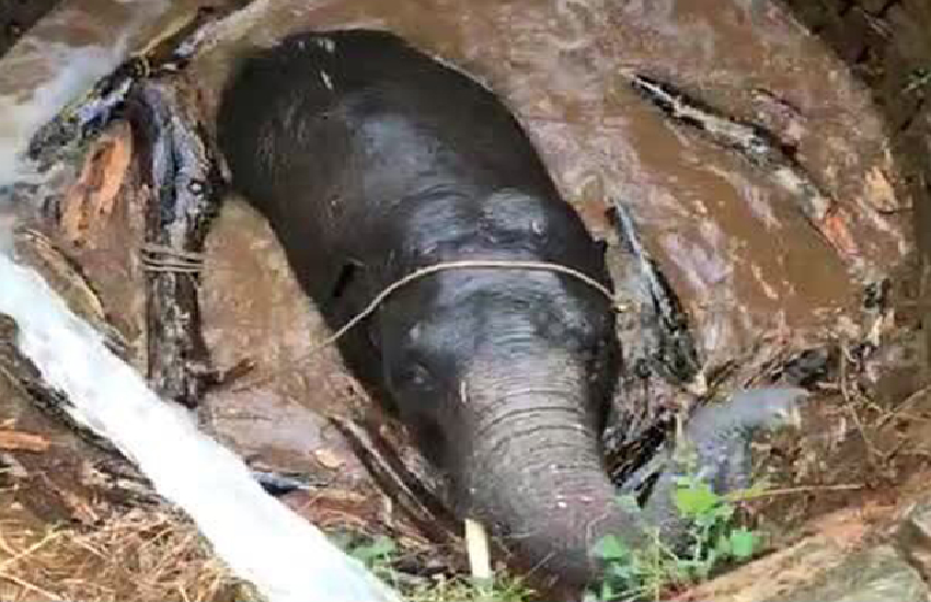 Elephant had fallen into the well people kicked out
