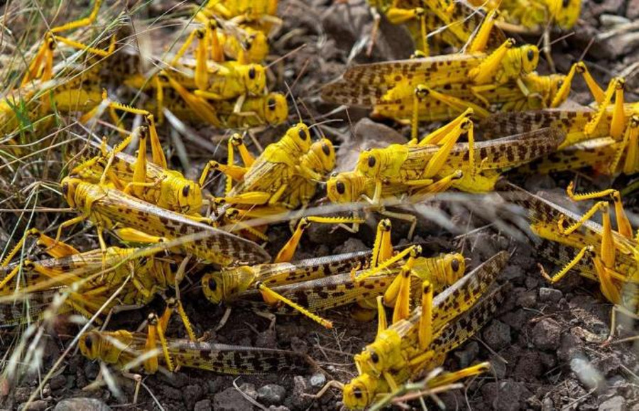 Locust threat in India: जलवायु परिवर्तन से टिड्डी को मिला जीवनदान