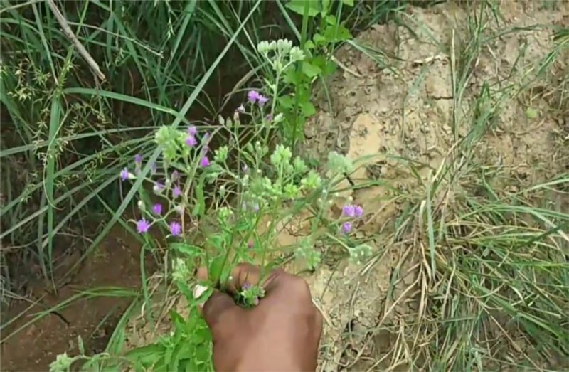 इस पौधे का तांत्रिक टोटका, केवल एक बार में ही बना देगा धनवान