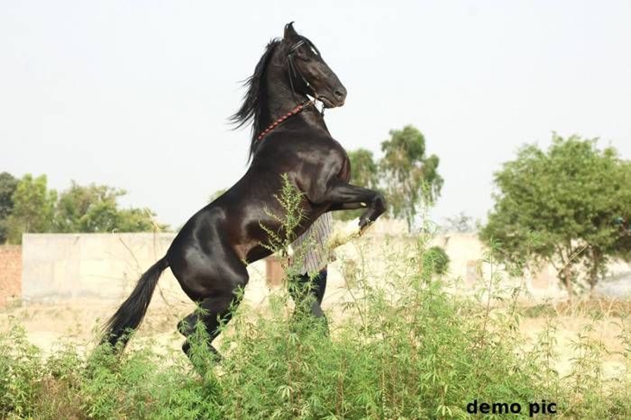 marwar horse show starts from 8th feb in jodhpur