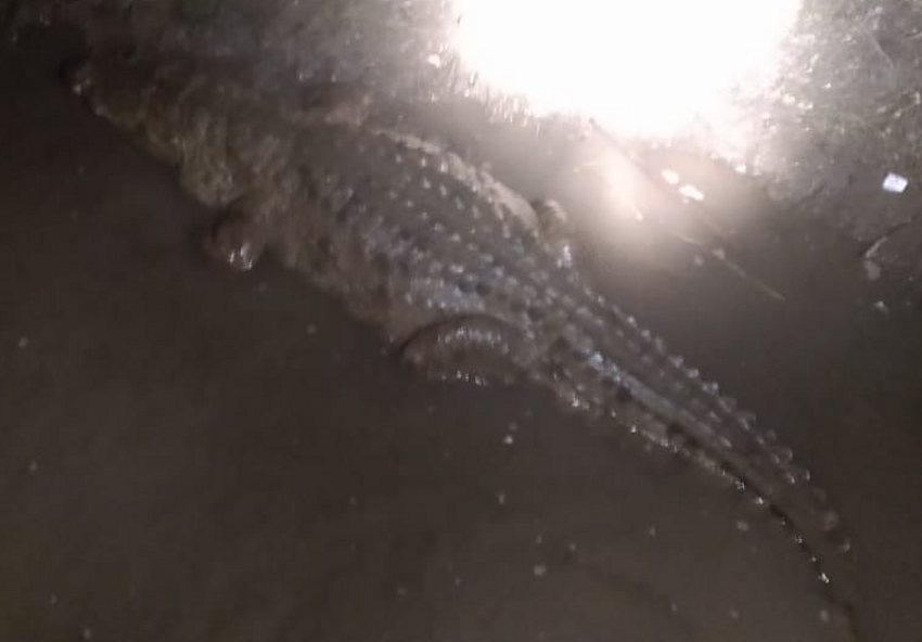 Maheshwar Crocodile in Narmada