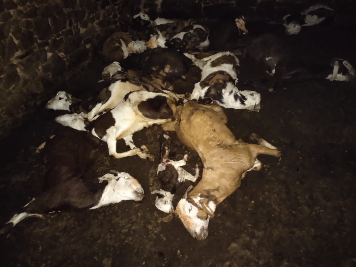 वन्यजीव ने मवेशियों पर किया हमला, 20 बकरियों की मौत, 6 जख्मी
