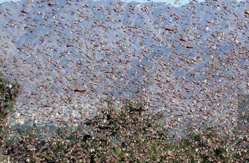 Locust Attack In Haryana