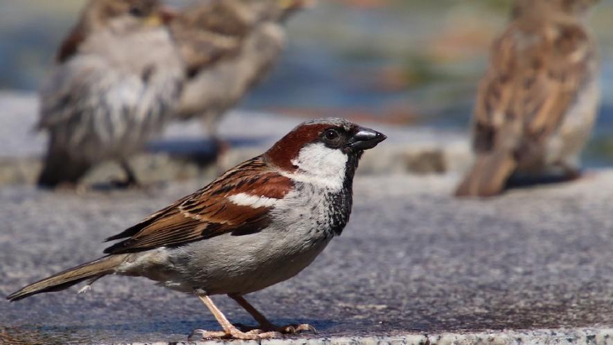 अगर आपके आंगन में अचानक चहचहाने लगे चिड़िया, तो समझ लें बहुत जल्द मिलेगा ये