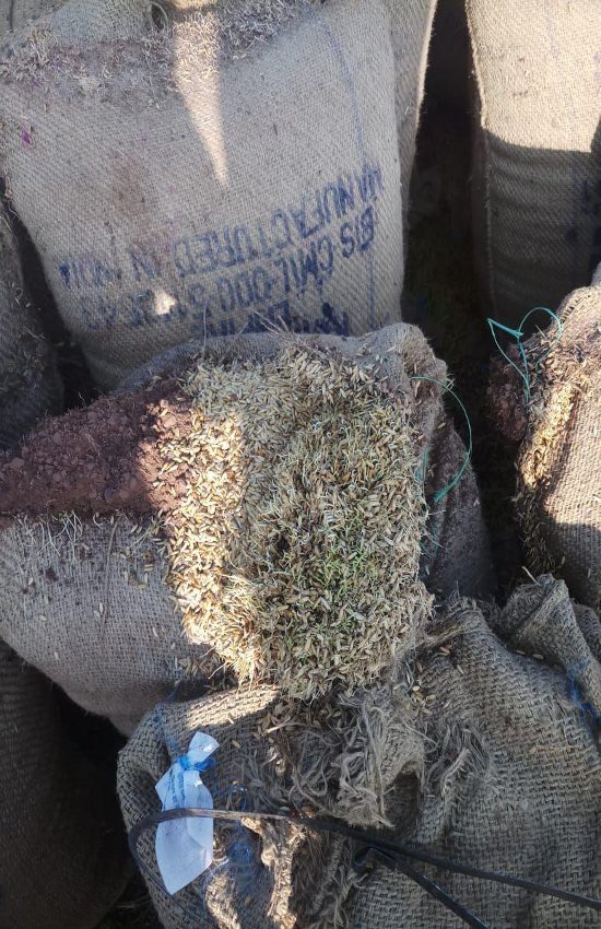 Termites started in sacks here and paddy has grown