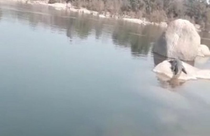 Crocodile showing in betwa