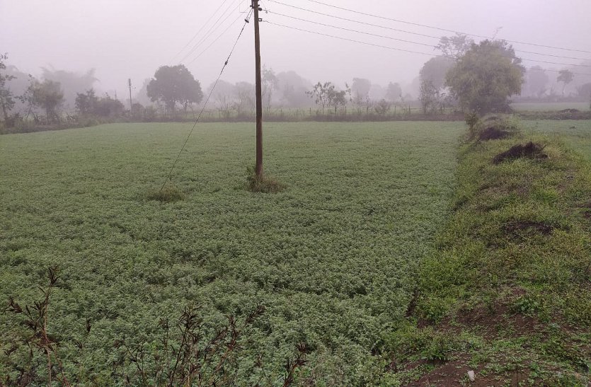 Vegetables grown in agricultural farms including rabi crops also suffer damage due to rain